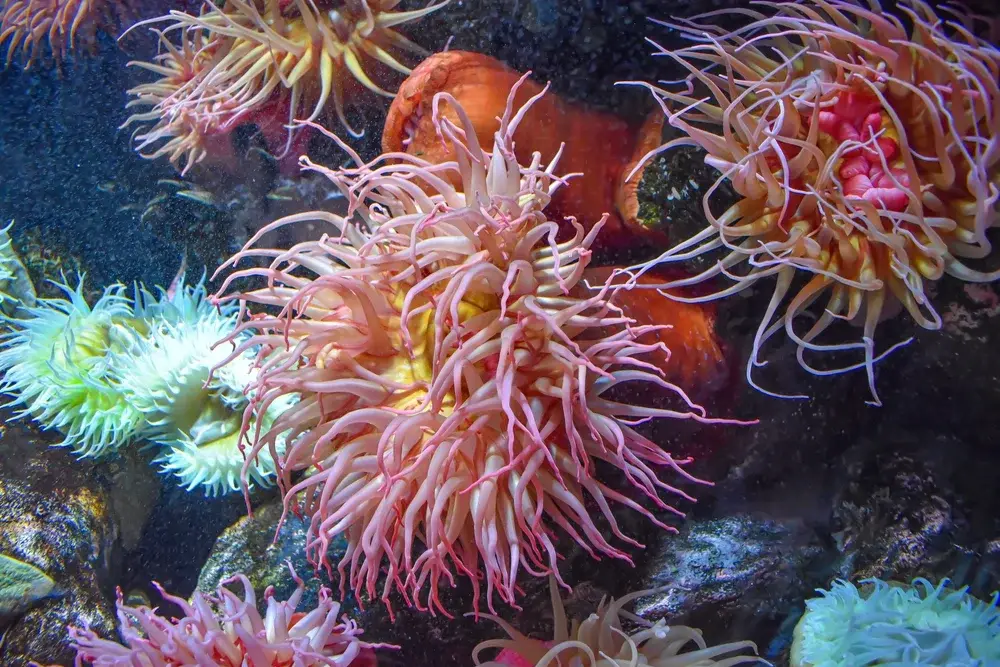 The National Aquarium Abu Dhabi - Photo 3