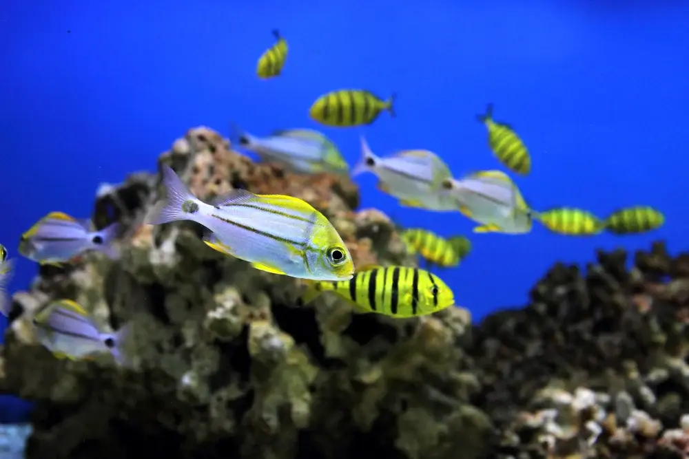 The National Aquarium Abu Dhabi - Photo 5