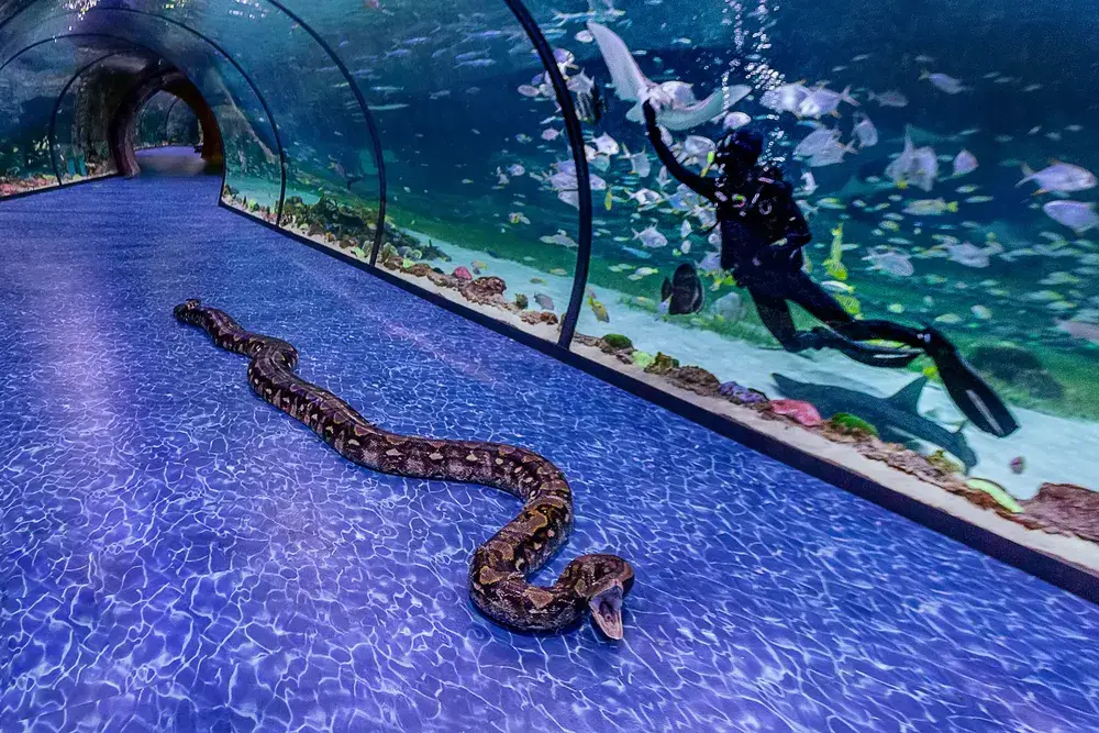 Dubai Aquarium and Underwater Zoo