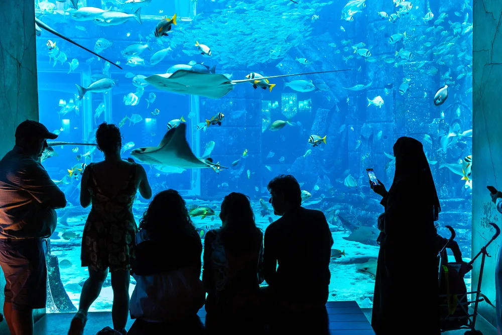 Lost Chambers Aquarium - Photo 4
