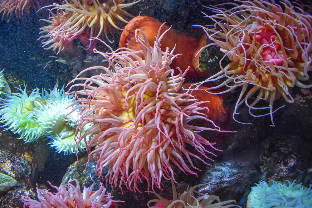 The National Aquarium Abu Dhabi - Photo 3