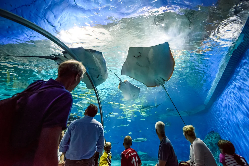 The National Aquarium Abu Dhabi - Photo 4