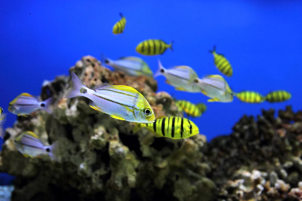 The National Aquarium Abu Dhabi - Photo 5