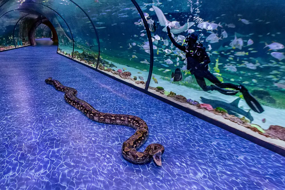 Dubai Aquarium and Underwater Zoo